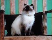 「映画に登場する猫トップ10」を発表！1位は “つぶらな瞳”が必殺技の長ぐつをはいた猫