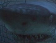 サメ映画ってディープブルーとジョーズ除いて良作ないんじゃない?