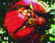 【音楽】　遠藤賢司のロックベスト盤にクドカン監督映画「中学生円山」劇中歌も収録！